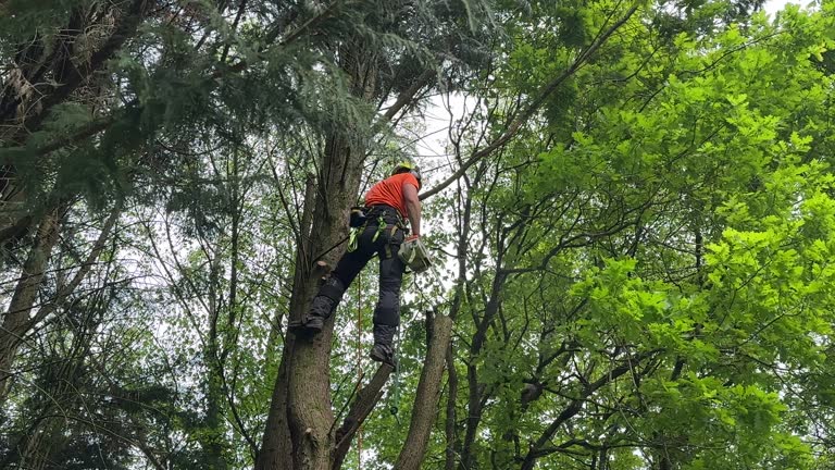 Best Tree Maintenance Programs  in Denton, NC