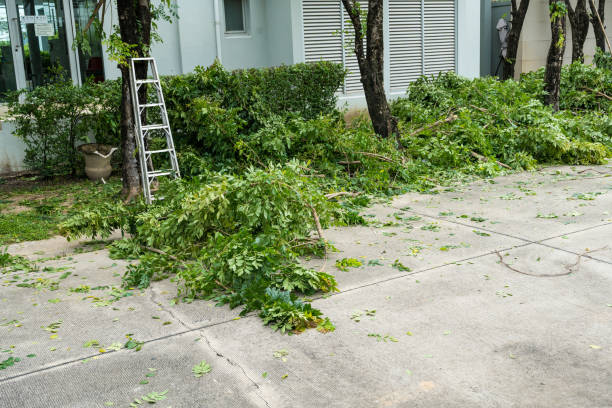 How Our Tree Care Process Works  in  Denton, NC